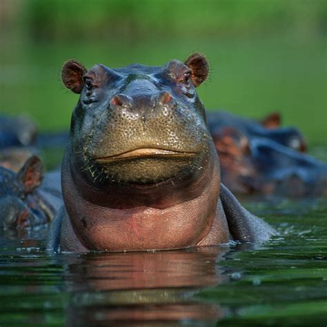 hippo .